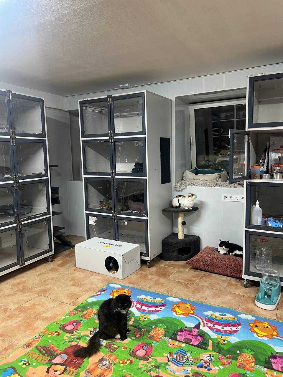 Перетримка для котів КОТОСТАНЦІЯ, м. Київ, 100грн\доба