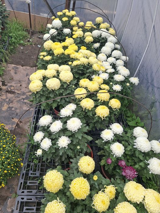 Sprzedam chryzantemy