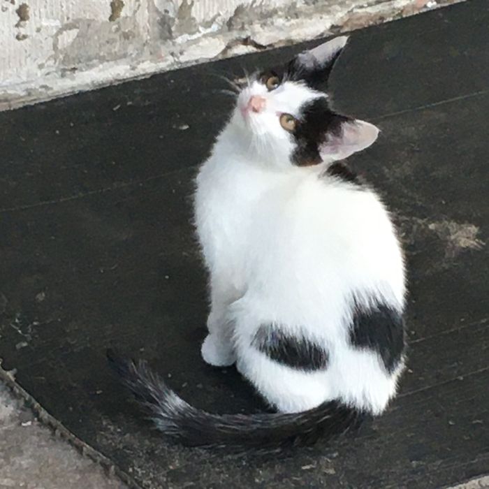 Piratka - łaciata kotka - biało-czarna