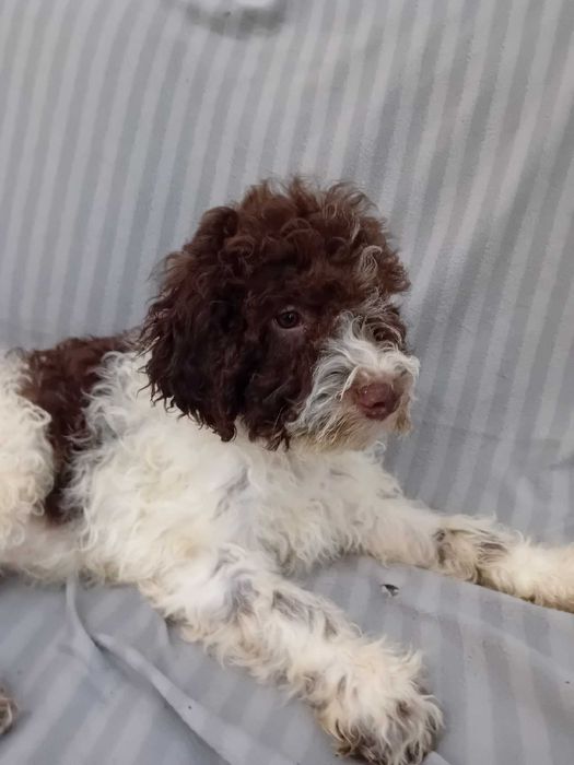 Cudny chłpczyk - Lagotto Romagnolo FCI ZKwP