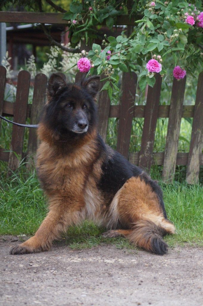 Nera- cudowna suczka owczarek niemiecki do adopcji