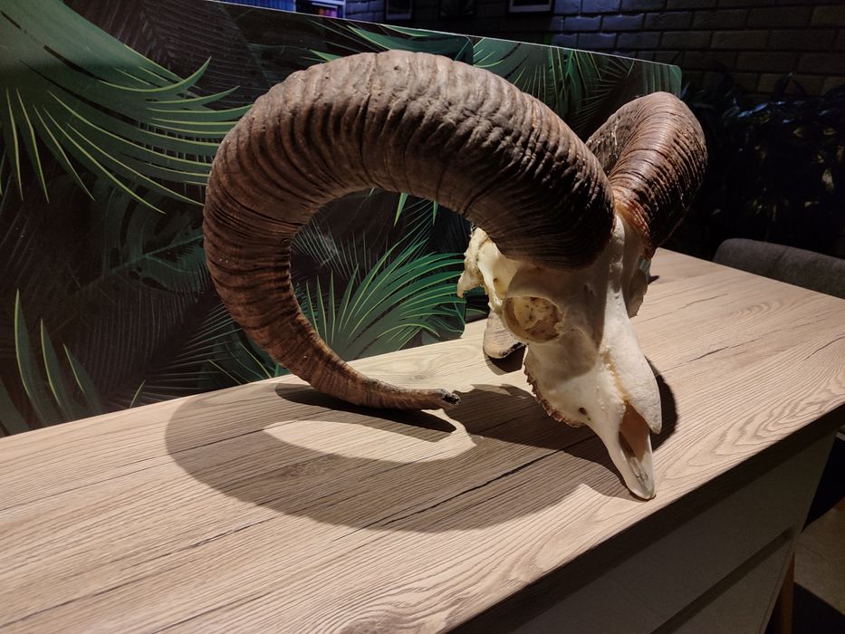 Poroże,Czaszka Muflona