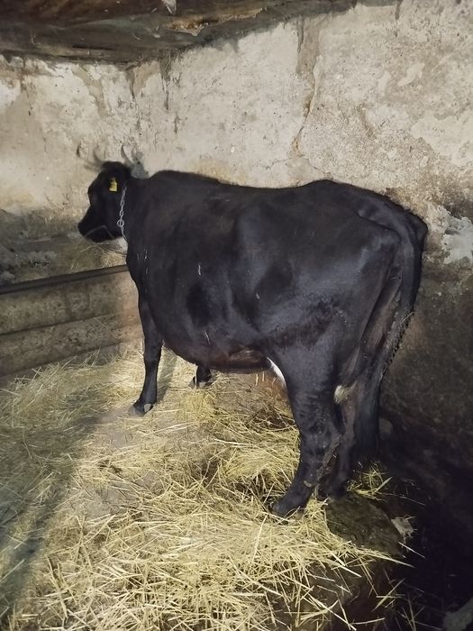 Продам корову. Тільна з п'ятим тельом.
