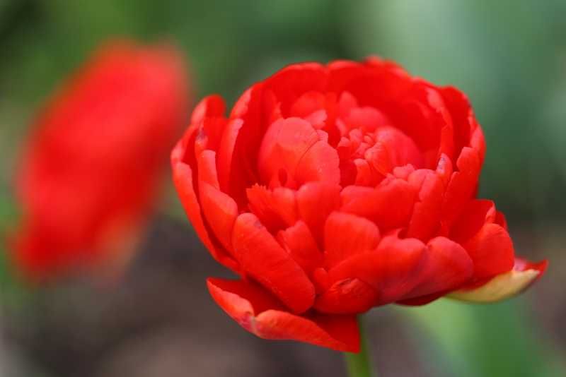 Cebulki tulipanów - odmiana Miranda 400szt