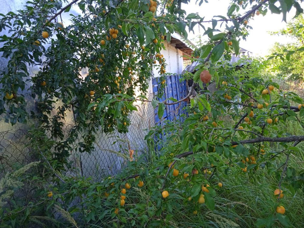 Дачна ділянка на Лютеражскьких садах у кооперативі «Вишенька»