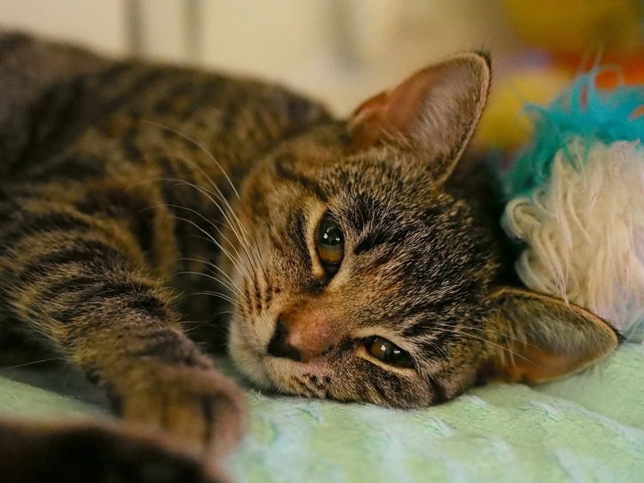 Oddam kotke z pakietem