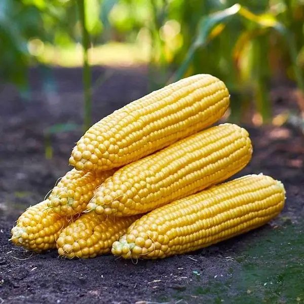 Семена / Насіння / Мегатон F1 / Megaton F1 / Кукуруза / Кукурудза