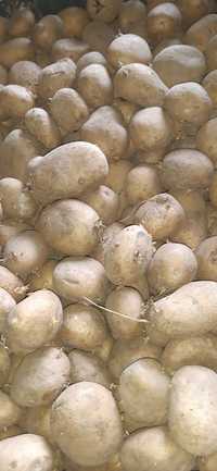 Ziemniak kalibraż 35-50 IGNACY
