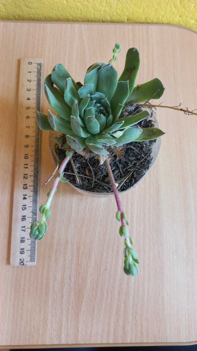 Молодило каменная роза цветы растения суккуленты уличные комнатные