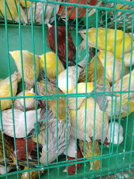 Vendo canários ágatas prontos a criar