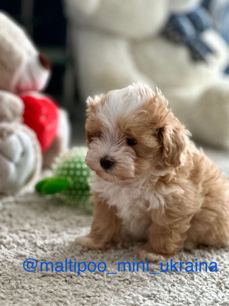 Мальтіпу ф1 мікро і міні цуценята
