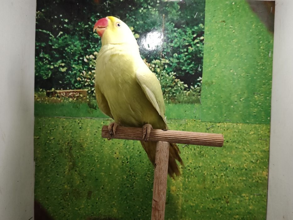 Papugi aleksandretty obrożne