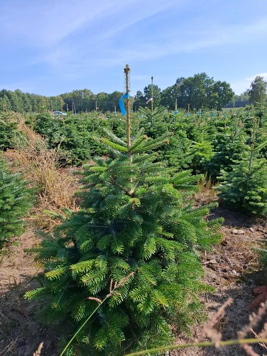 Jodła Kaukaska w donicy PREMIUM 125-150 cm/cięta od Tuchoinki.pl