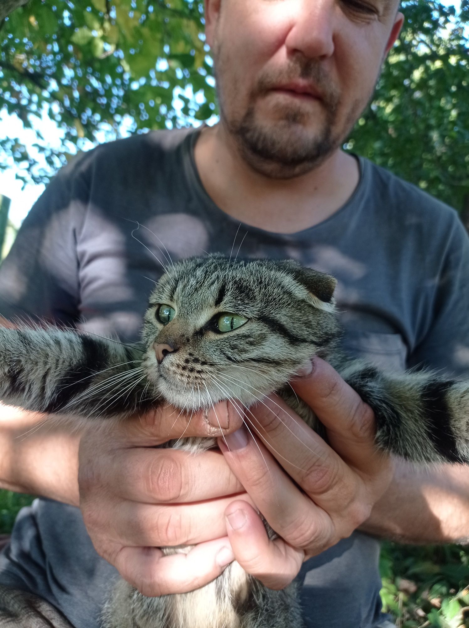 Вислоухая кошка бесплатно