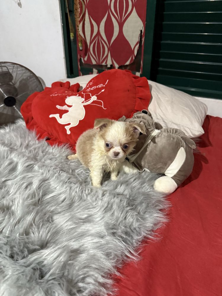 Lindo menino chihuahua pêlo longo