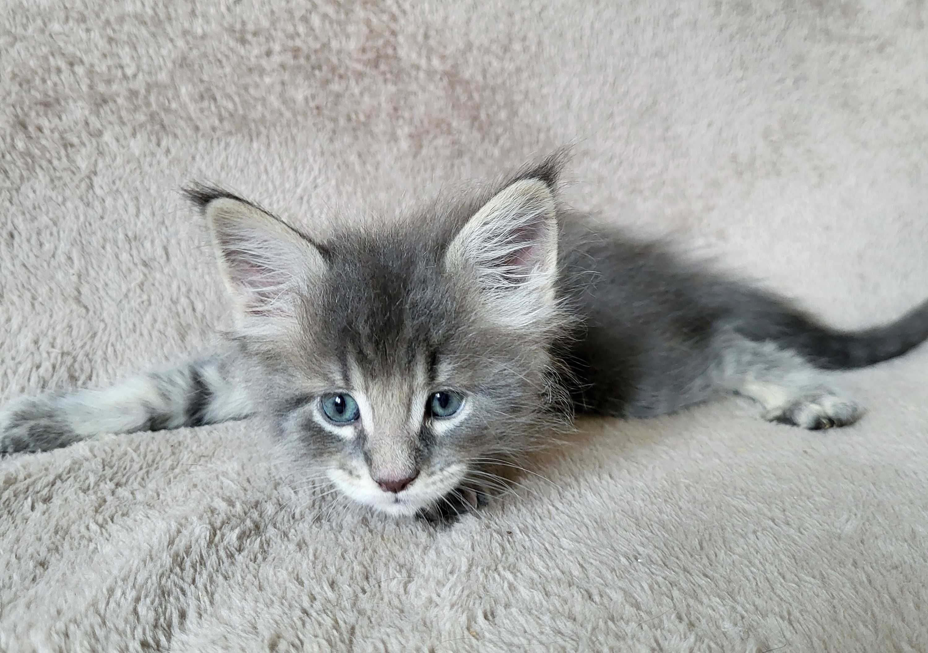 Chłopiec maine coon niebieski pręgowany FPL