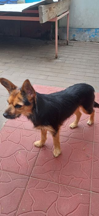 Декоративна міні дівчинка 5 кг