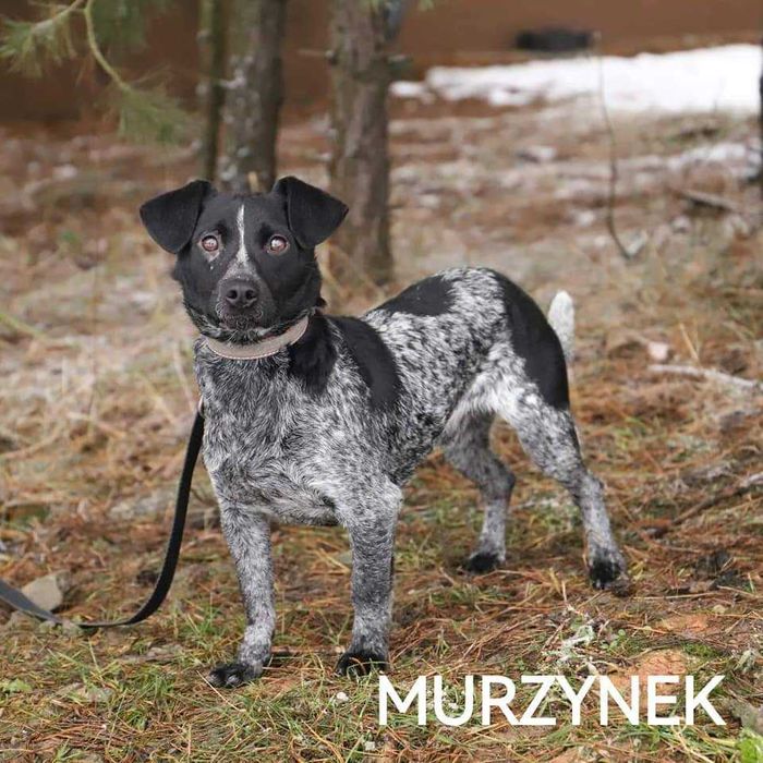 Murzynek do adopcji