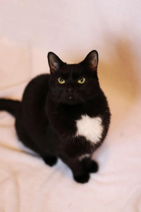 Czarny duży kot kocurek