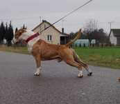 Amstaff FCI, szczenięta,  suczka Euforia