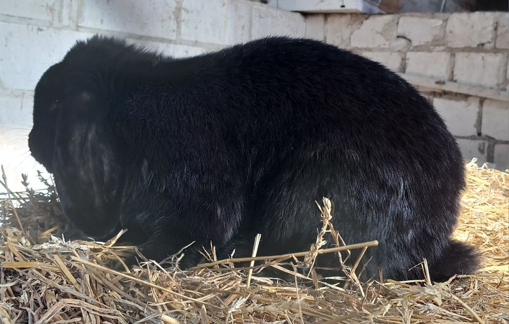 Samiec baran francuski