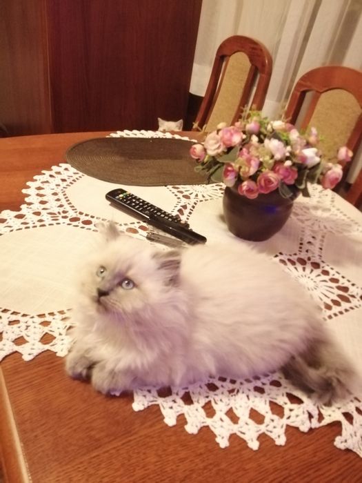 Brytyjski długowłosy