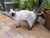 Gatinha bebé meiga para adoção