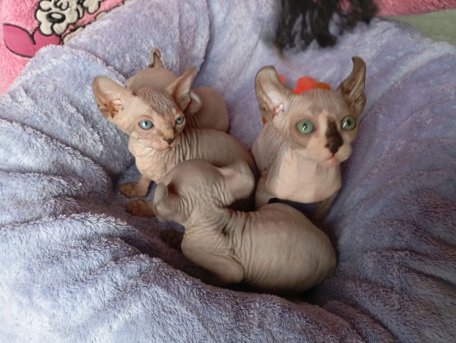 Ельфики Двельфики малиші готові до броні