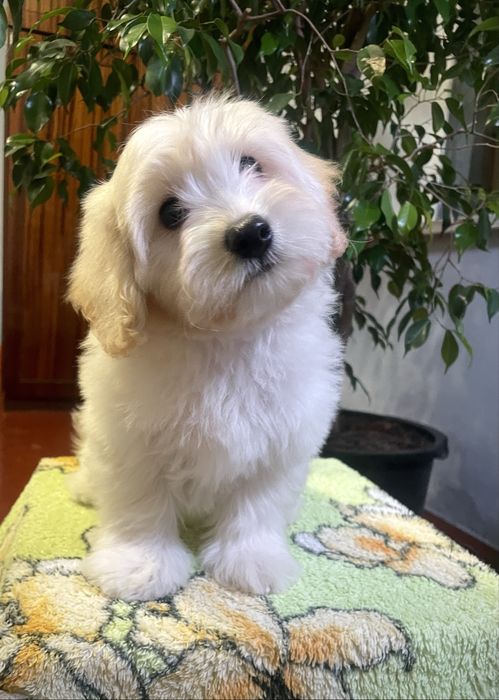 Мальтипу 3 місяці