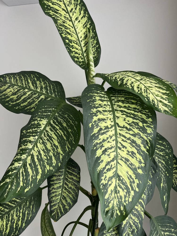 Planta de interior