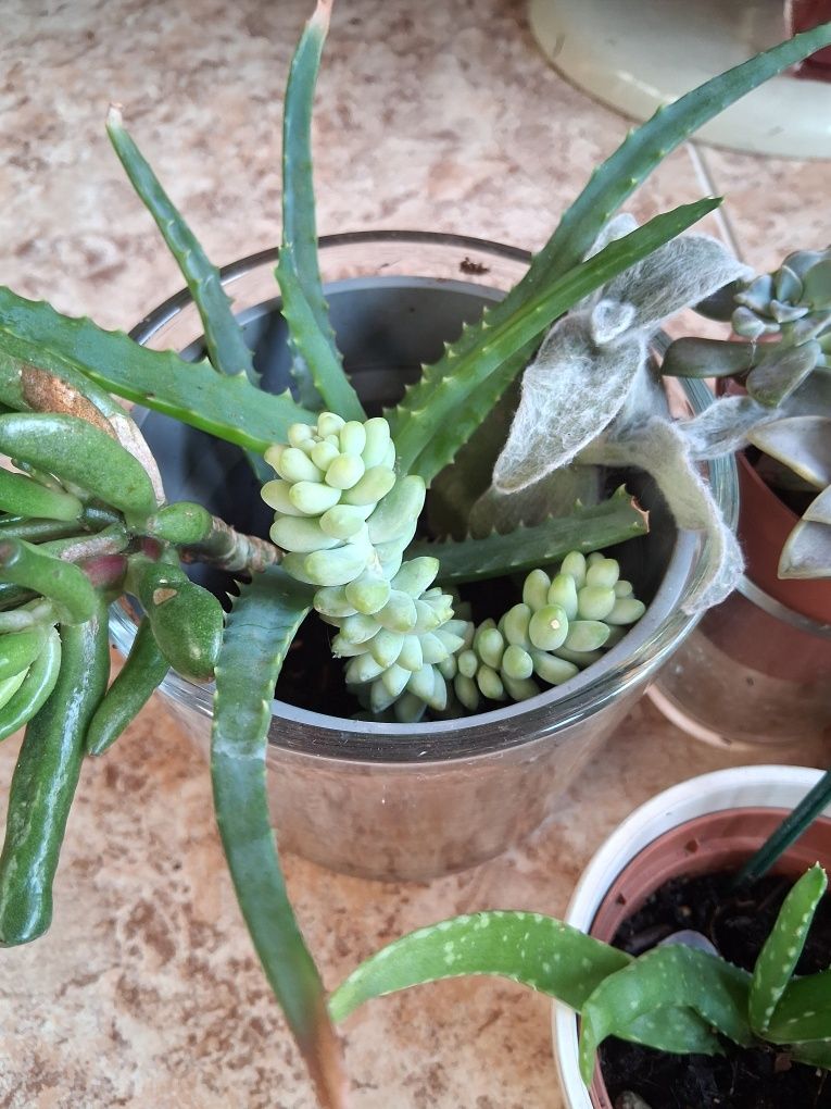 Varias Suculentas para decorar o seu jardim