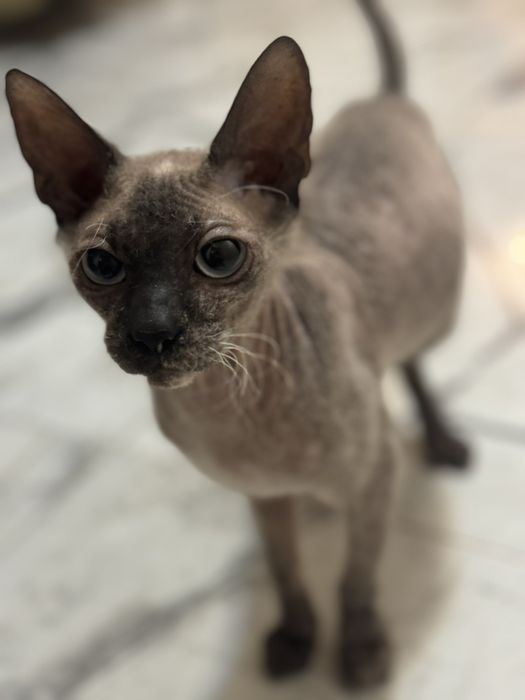 Кішка сфінкс. Віддам в добрі руки