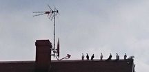 montaż  i ustawianie  ANTEN TV TVSAT Bydgoszcz i okolice
