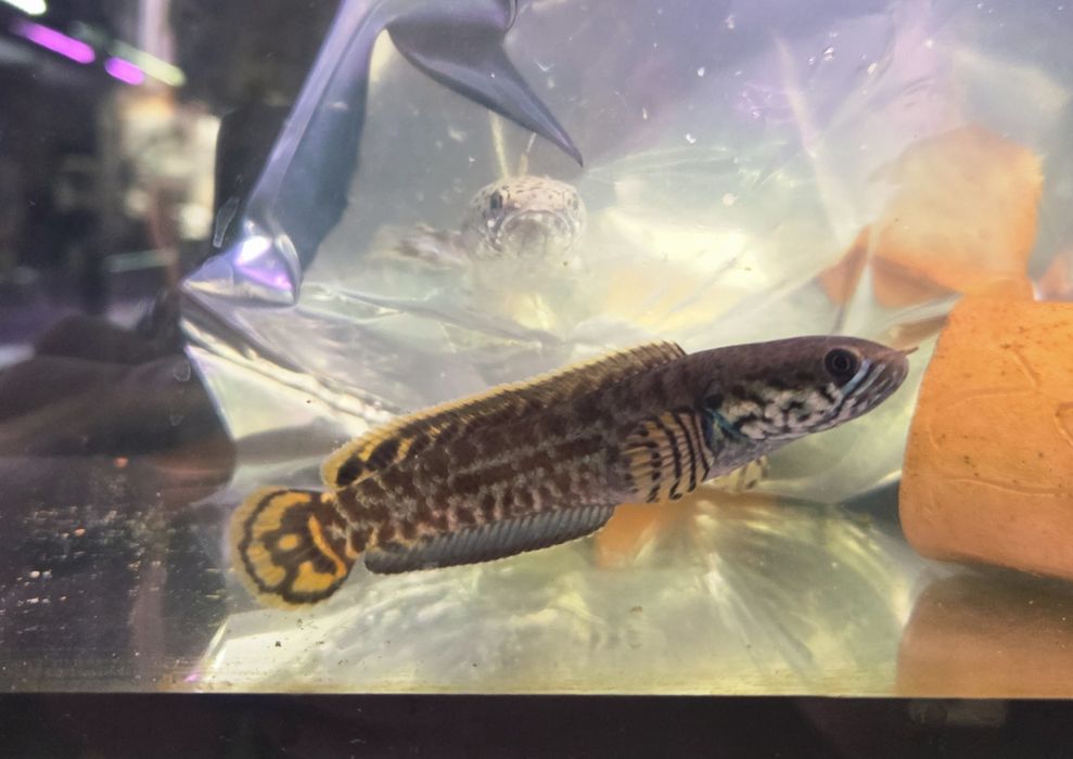 Channa bleheri (wężogłów)