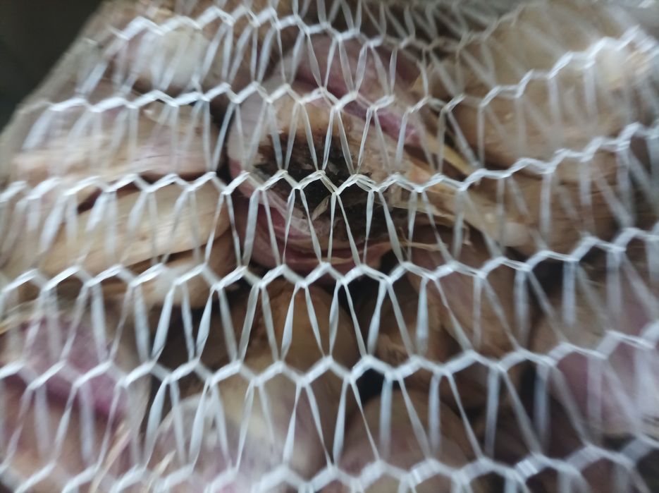 Czosnek kilowka zdrowa drobne glowki