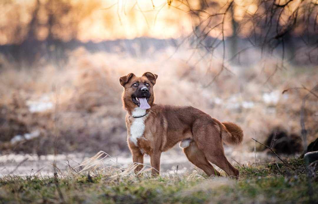 Młody Misiek poleca się do adopcji!