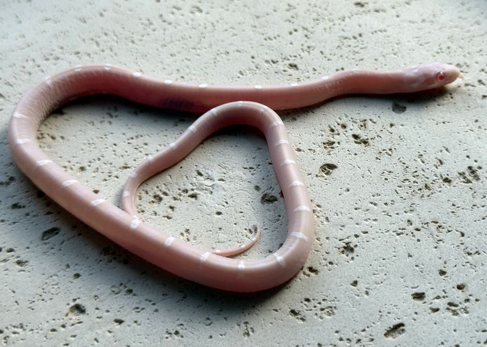 Wąż zbożowy Snow Scaleless