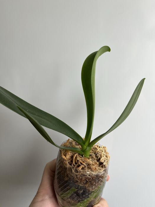 Фаленопсис-сюрприз