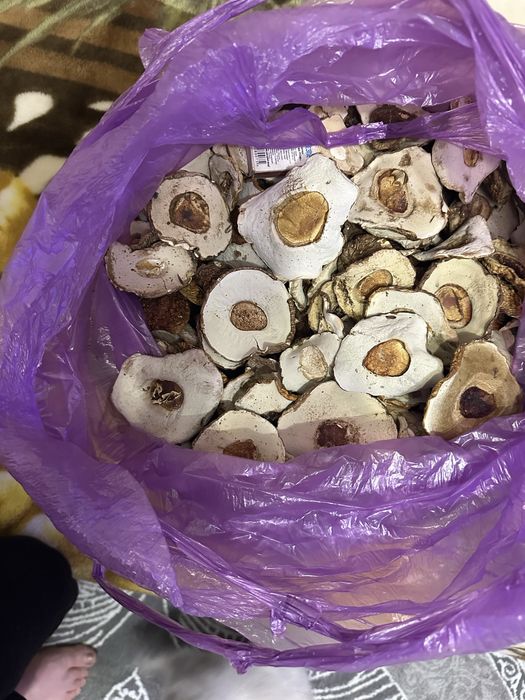 Шапка білого гриба