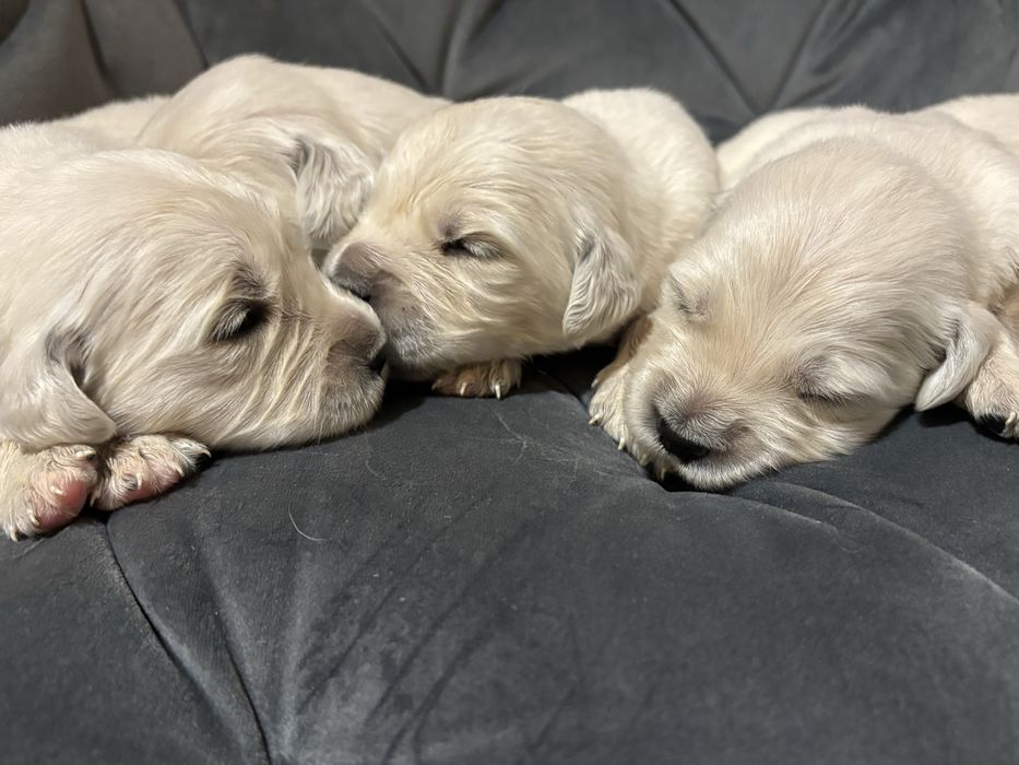 Pies Golden Retriever FCI ZKwP