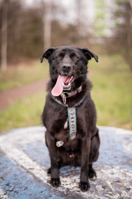 Cudowny PIKO prosi o dom stały lub tymczasowy!