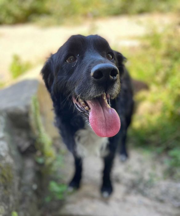 Panda - Para Adopção