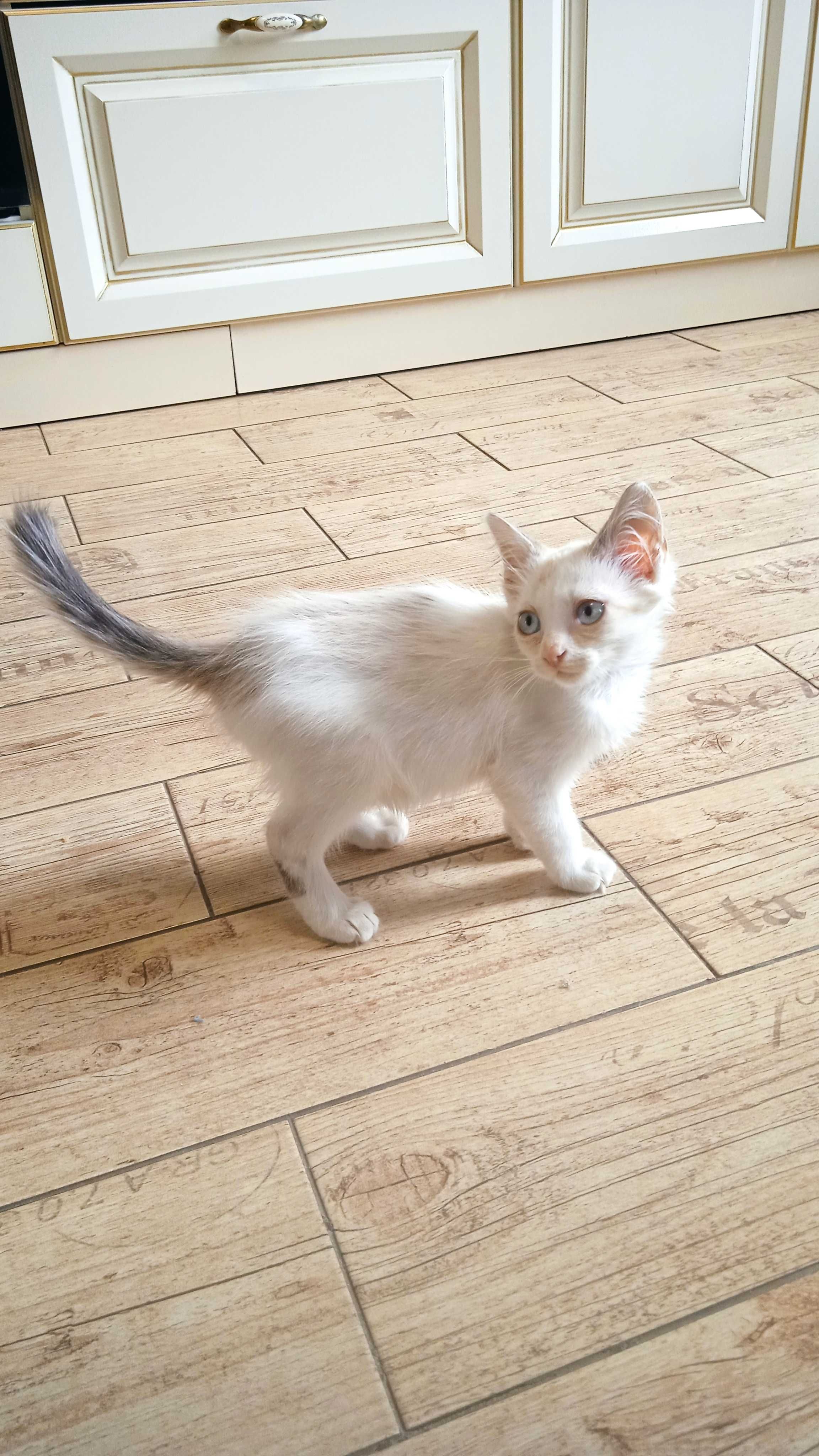 Блакитноокий котик в добрі руки