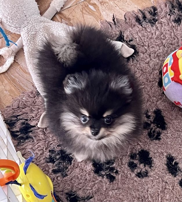 Gotowa do odbioru-Szpic miniaturowy,pomeranian,Cudowna laleczka