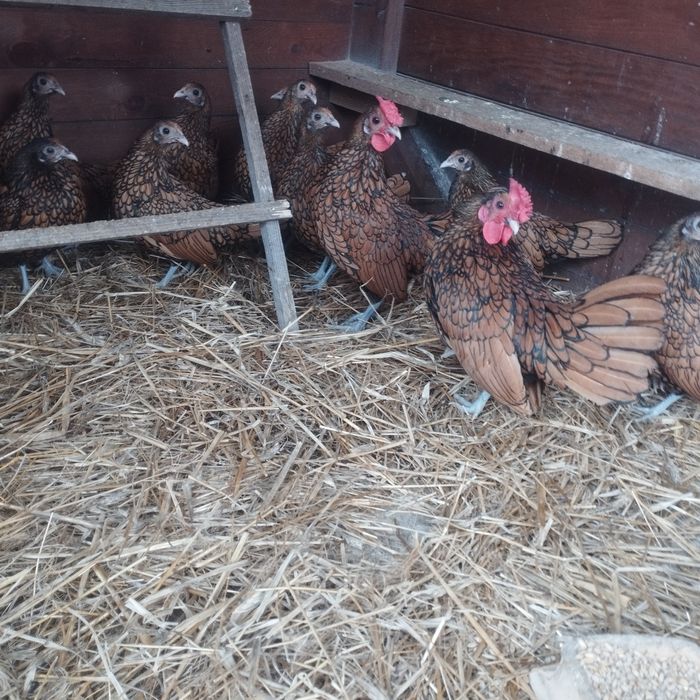 Selebrytki kurki ozdobne