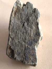 Fóssil de madeira milhões de anos
