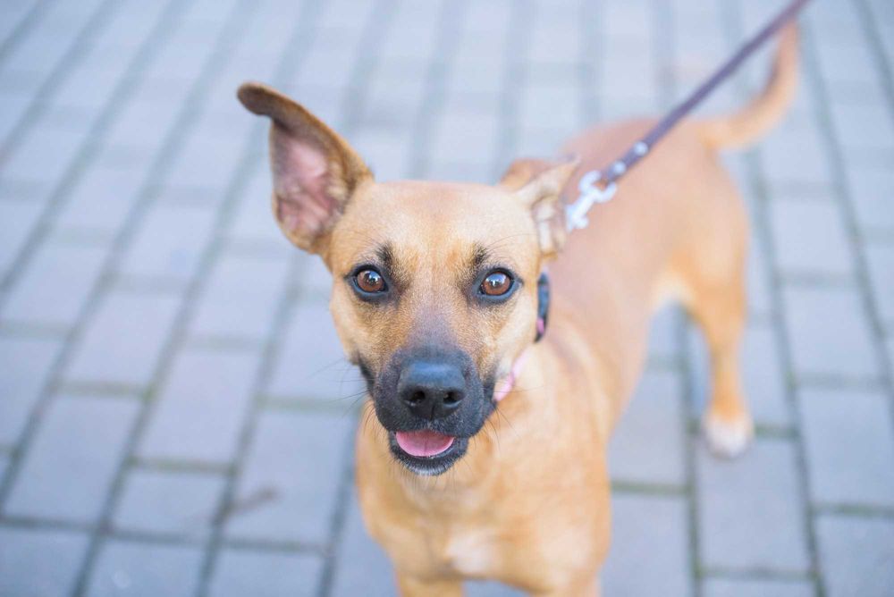 FREEKA - młodziutka, niewielka i milutka sunia