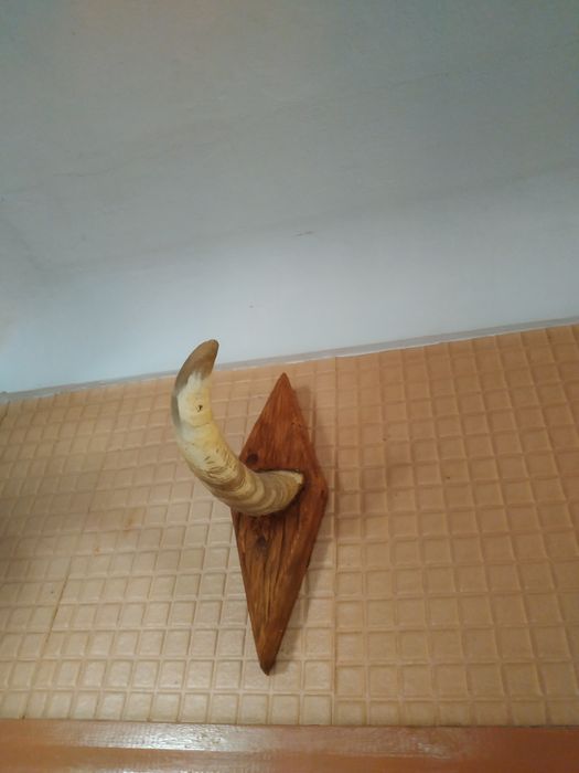 Колекційні роги благородного оленя.