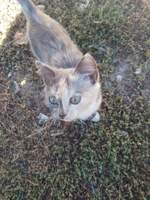 Котята в добрые руки! Поторопитесь, зима рядом