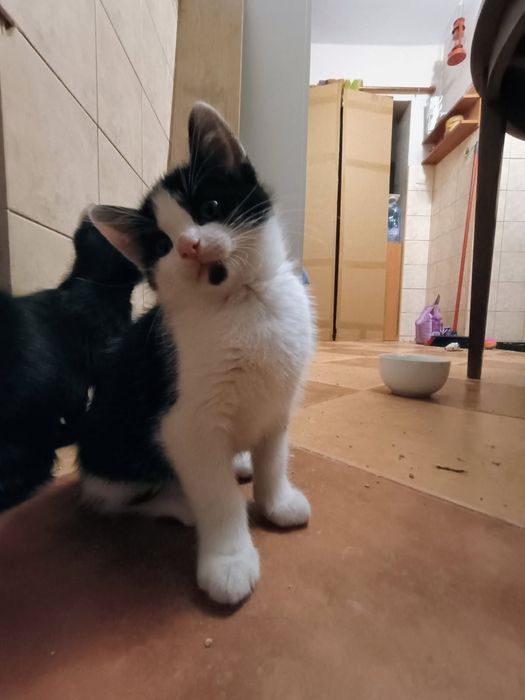 Oddam za darmo 3 młode kociaki